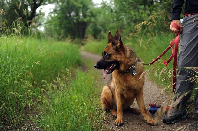Fort Collins man sentenced to jail after dog dies in hot car outside Littleton golf course