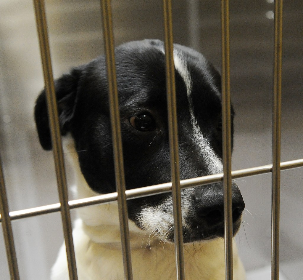 Douglas County Canine Rescue charged with failing to provide timely veterinary care, falsifying records